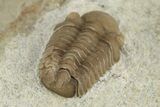 Juvenile Paciphacops Trilobite - Black Cat Mountain, Oklahoma #241433-3